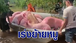 ทุลักทุเล! น้ำท่วมขอนแก่นเจ้าของเร่งอพยพหมู 1,000 ตัวหนีน้ำ