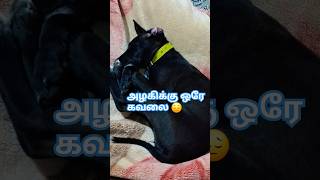 அப்பாவுக்கு உடம்பு சரி இல்லனு அழகி கவலைல தூக்கிட்டா 🐶 #doglover