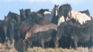 De Paarden van Marrum | De 25 meest bijzondere heldendaden