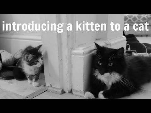 How to Introduce a Kitten to a Cat in 5 Easy Steps How to Introduce a Kitten to a Cat in 5 Easy Steps