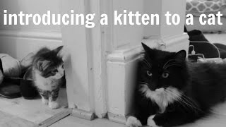 How to Introduce a Kitten to a Cat in 5 Easy Steps