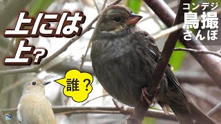 コンデジ鳥撮散歩　クロジですか？　上には上の　兵庫県・北播磨