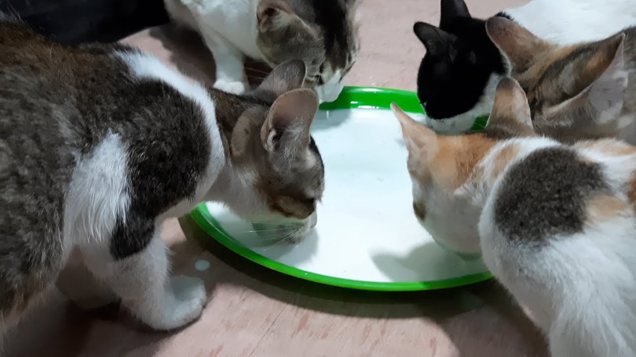 Cats And Kittens Drinking Milk - YouTube