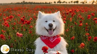 Relaxing Music for Stress Relief Dogs 🐶 Calm Music for Healing Therapy your Dogs, Music for dogs ...