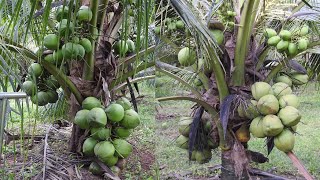 Fertilizer Coconut  Fast and Most Effective | Fertilizer 1,000 Coconut Tree With 1 Labor.