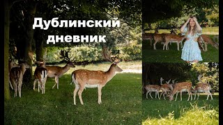 Олени в Дублине! Супер находка с Shein!