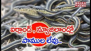 Snake Smuggling In Srikakulam District For Medicine Research | MAHAA NEWS