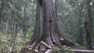 Visiting the Ancient Forest in BC - 2000 year old trees