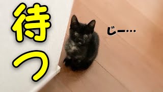 パパが大好き過ぎて1日中ついて回る子猫が可愛い