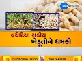 detailed report on video of groundnut purchase centre in gondal goes viral zee24kalak