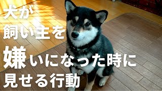 犬が飼い主を嫌いになった時に見せる行動【犬の行動】【音声解説】