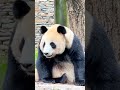 大熊猫双胞胎的妈妈苏琳，眼神泛着疲惫 su lin the mother of the giant panda twins has a tired look in her eyes panda