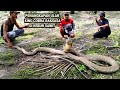 CATCHING THE GIANT KING COBRA LOOKING FOR PALM PLANTATIONS | SNAKE | KING COBRA | ADVENTURE MANDA