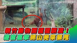 新竹動物園猩猩「雄大」霸凌！「抓山羌來回狠甩」遊客直擊│政常發揮