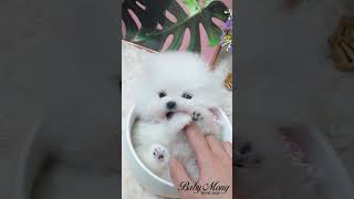 [화이트포메라니안입양] 컵보다 작은 아기 포메라니안 ~ A baby Pomeranian smaller than a cup ~