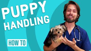 How to Handle a New Puppy | Tutorial