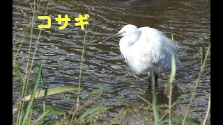 [4K60P]コサギ／Ｋ川