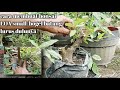 Tahap Awal Membuat Bonsai Loa Small Dari Cangkok Batang Lurus Untuk Pemula@gedebalifarm