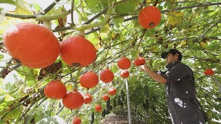 空飛ぶカボチャ、丸々と  北海道で収穫間近