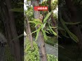 科學園區樟樹上的二歧鹿角蕨beautiful plant ☘️ foryou plants relaxing garden flowers funny nature shorts