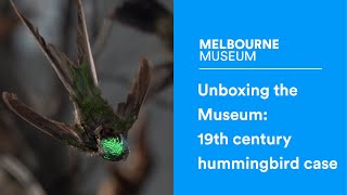 Unboxing the museum: 19th century hummingbird case