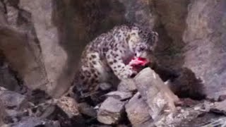 A Big Cat Wild Kill and a Disastrous Earthquake | Snow Leopard: Beyond the Myth | BBC Studios