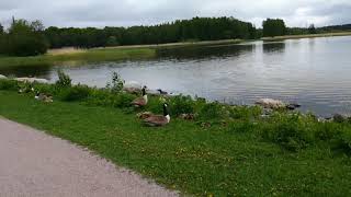 Branta canadensis poikueita Arabianrannassa