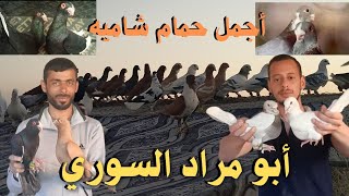 أجمل حمام شاميه عند الاخ ابو مراد السوري