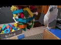 cockatoo watching for hurricane debby 🌀