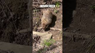 Cute Woodchuck #wildlife #shortsfeed #beautifulanimals #nature #wildlifephotoghraphy #woodchuck