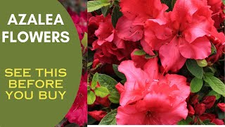 Azalea flowering plant, അസേലിയ  Care and propagation