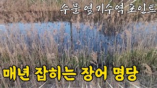 매년 갈 때마다 나오는 최고의 민물 장어 서식지!!