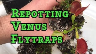 Venus Flytrap Care: How to repot a Venus flytrap