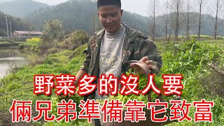 12元一斤的野菜在農村多的沒人要，倆兄弟心裡有想法了，準備靠它致富【石頭記事】