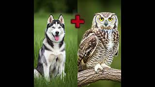 Animal Bird Fusion | Husky | Owl | imaginary