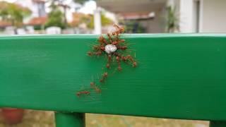 Amazing Red Weaver Ant Carrying Big Rock Vertically