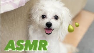 【ASMR】初めての梨🍐【あきづき】をシャリシャリ食べるよ🐶【秋の味覚】