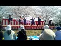 2014 桜まつり 和童 「和童一心」