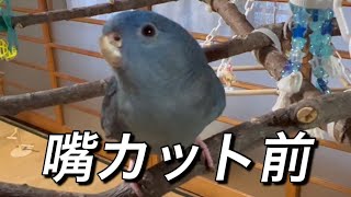 【インコ嘴カット】クチバシをカットしてもらったらますます可愛くなったインコ【サザナミインコ】