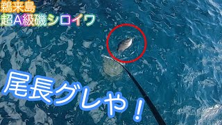 尾長グレゲット！鵜来島の超A級磯で磯釣り！