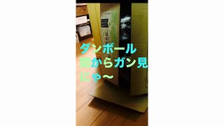 ダンボールの入り方が独特だなぁ😅バカ親、お前を眺めているんだ😸😸⁉️(字幕あり版😸😸)