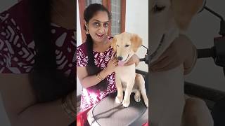 ഡീസൻ്റ് ആണ് ഇദ്ദേഹം,😜#loveyourpets #cuteanimal #puppyloveforever #comedymemes #petparent #petlover