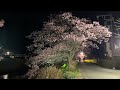 みなみの桜と菜の花まつり　2023