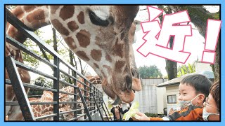 【宇都宮動物園】子育てファミリーに超オススメの動物園！キリンが近い！