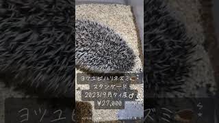 #はりねずみ #ハリネズミ #hedgehog #ハリネズミのいる暮らし #動物 #ハリネズミカフェ #癒し #ヨツユビハリネズミ #かわいい #ハダカデバネズミ