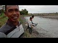 akhirya panen raya tambak lokal udang windu dan ikan bandeng milik pak tangin