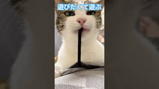 ネコ様から学ぶ人生観 #shorts #猫のいる暮らし #保護猫 #cat