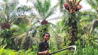 Amazing Palm Oil Harvest Using Sharp Sickle