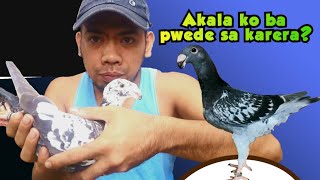 Bakit walang nagkakarera ng GERMAN BEAUTY HOMER? | FEB2023 | Fancy Pigeon | Kalapati