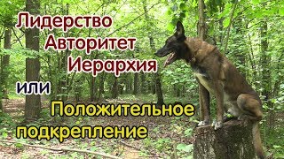 Топ - Дог 1.  Лидерство или Положительное Подкрепление